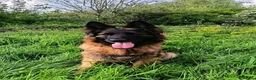 German Shepherd dogs for sale: PUPPIES FOR SALE - Advert 14
