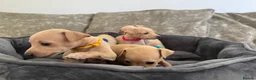 Italian Greyhound dogs for sale: 🏡 Italian greyhound puppies ready soon 🏡 - Advert 20