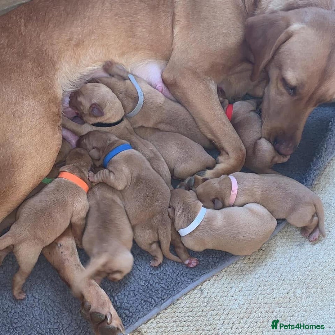Labrador Retriever dogs for sale: Most Beautiful litter of KC Reg Fox Labradors - Advert 14
