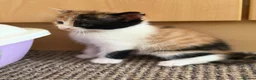 Mixed Breed cats for sale: Kittens Looking for Their Forever Homes!  - Advert 19