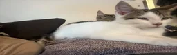 Mixed Breed cats for sale: Make kitten in Lincoln - Advert 1