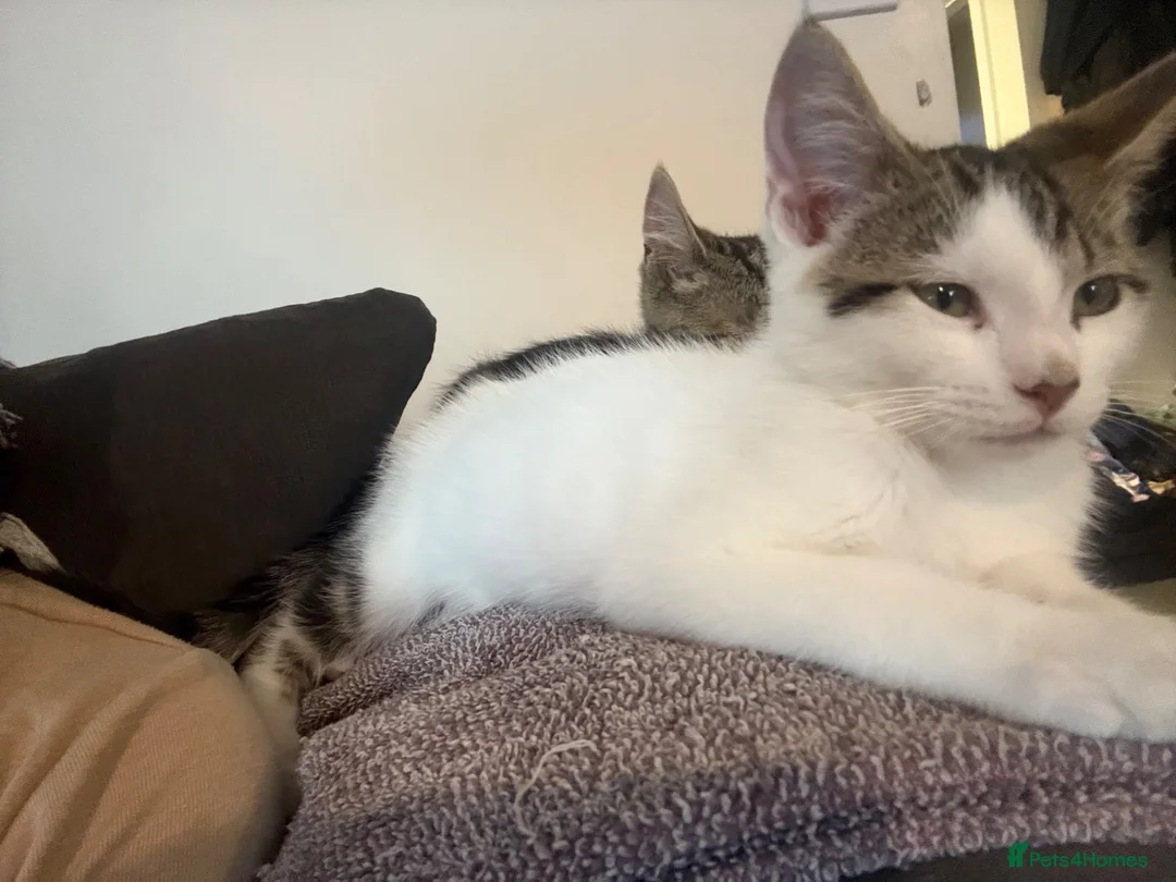 Mixed Breed cats for sale: Make kitten in Lincoln - Advert 1