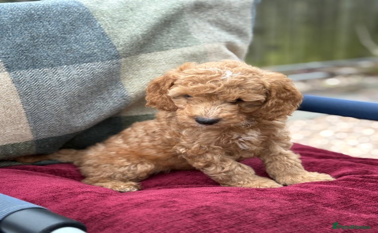 Cockapoo dogs - Advert 7