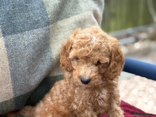 Cockapoo dogs - Advert 3