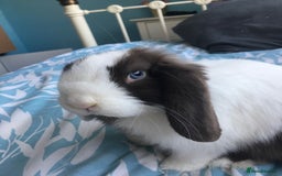 Mini Lop rabbits for sale: Male and female mini lops - Advert 4