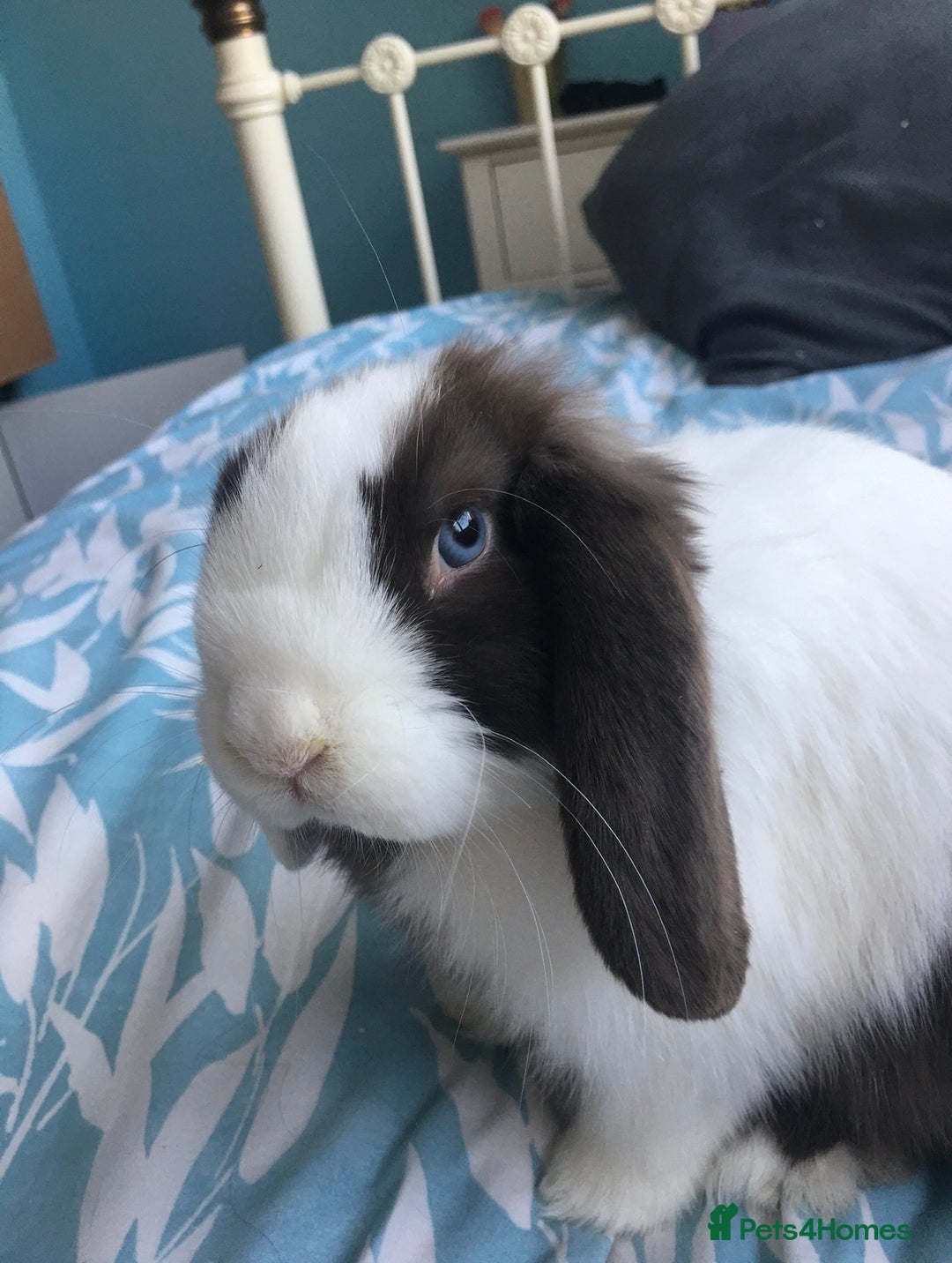 Mini Lop rabbits for sale: Male and female mini lops - Advert 4