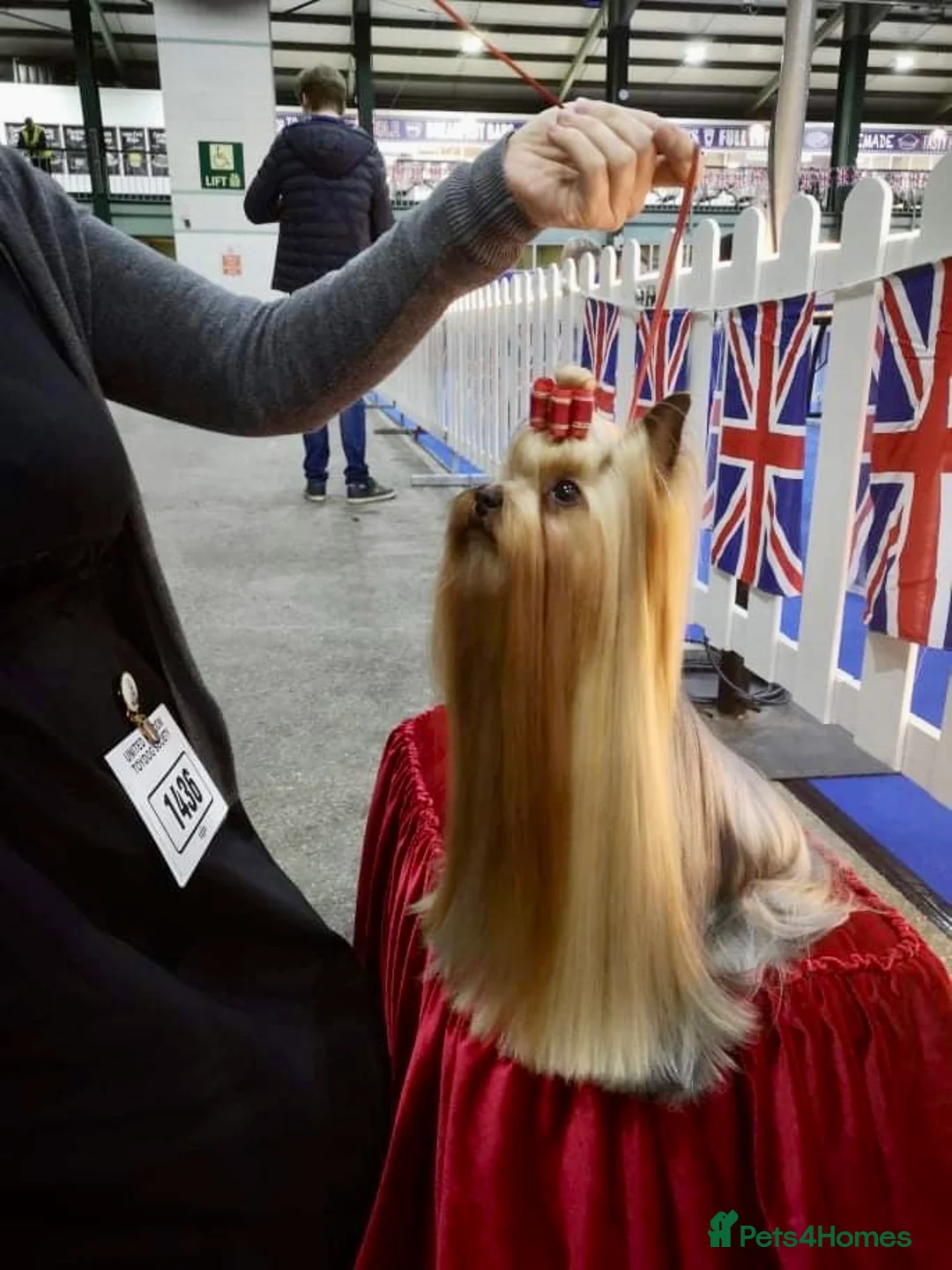 Yorkshire Terrier dogs for stud: Stunning UK champion small stud dog DNA tested in Rotherham - Advert 8