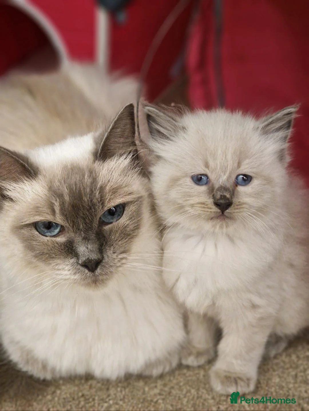 Ragdoll cats for sale: Ragdoll Kittens Ready Now - Advert 6