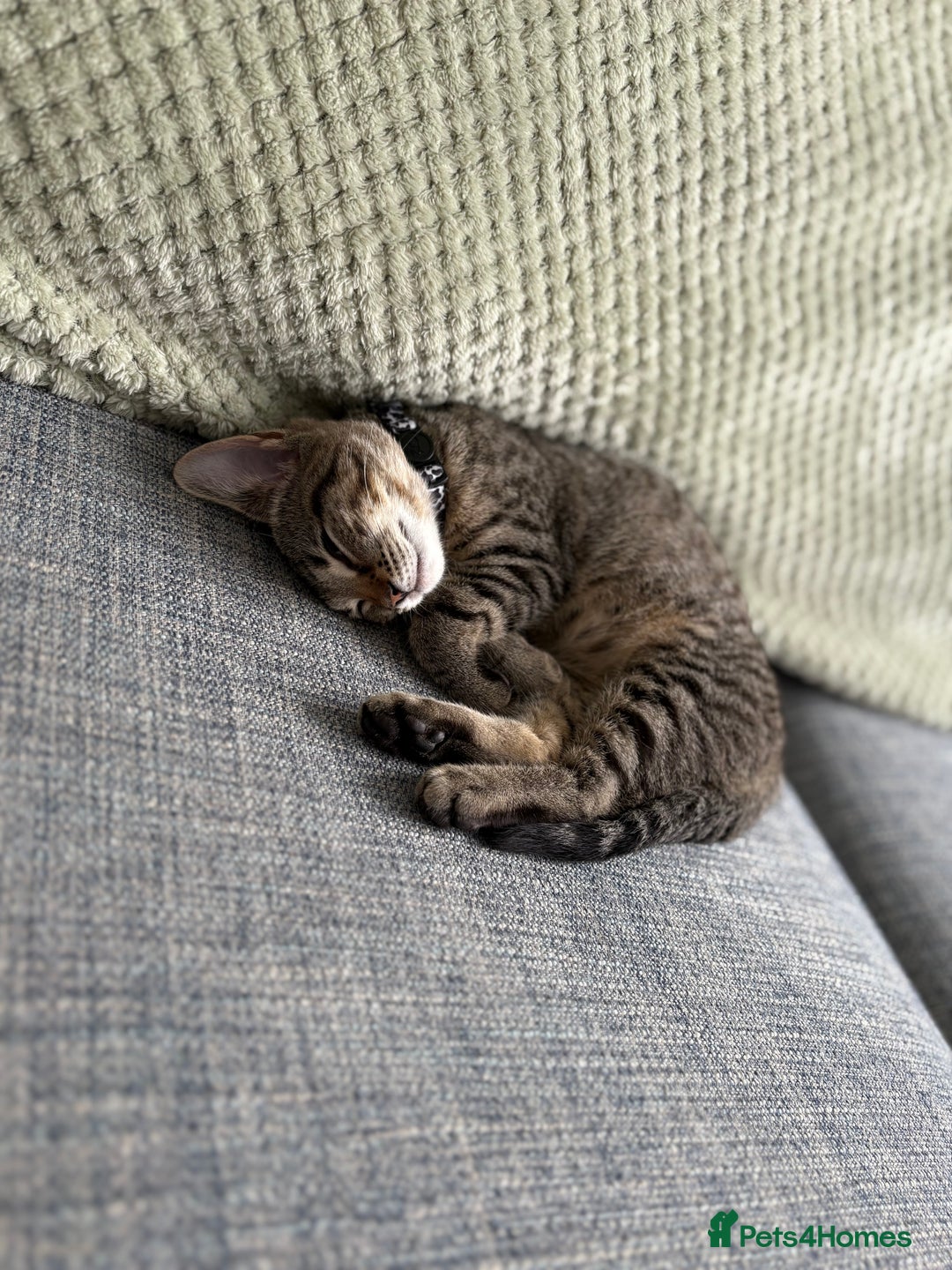 Mixed Breed cats for sale: Two female 9 month old kittens - Advert 5