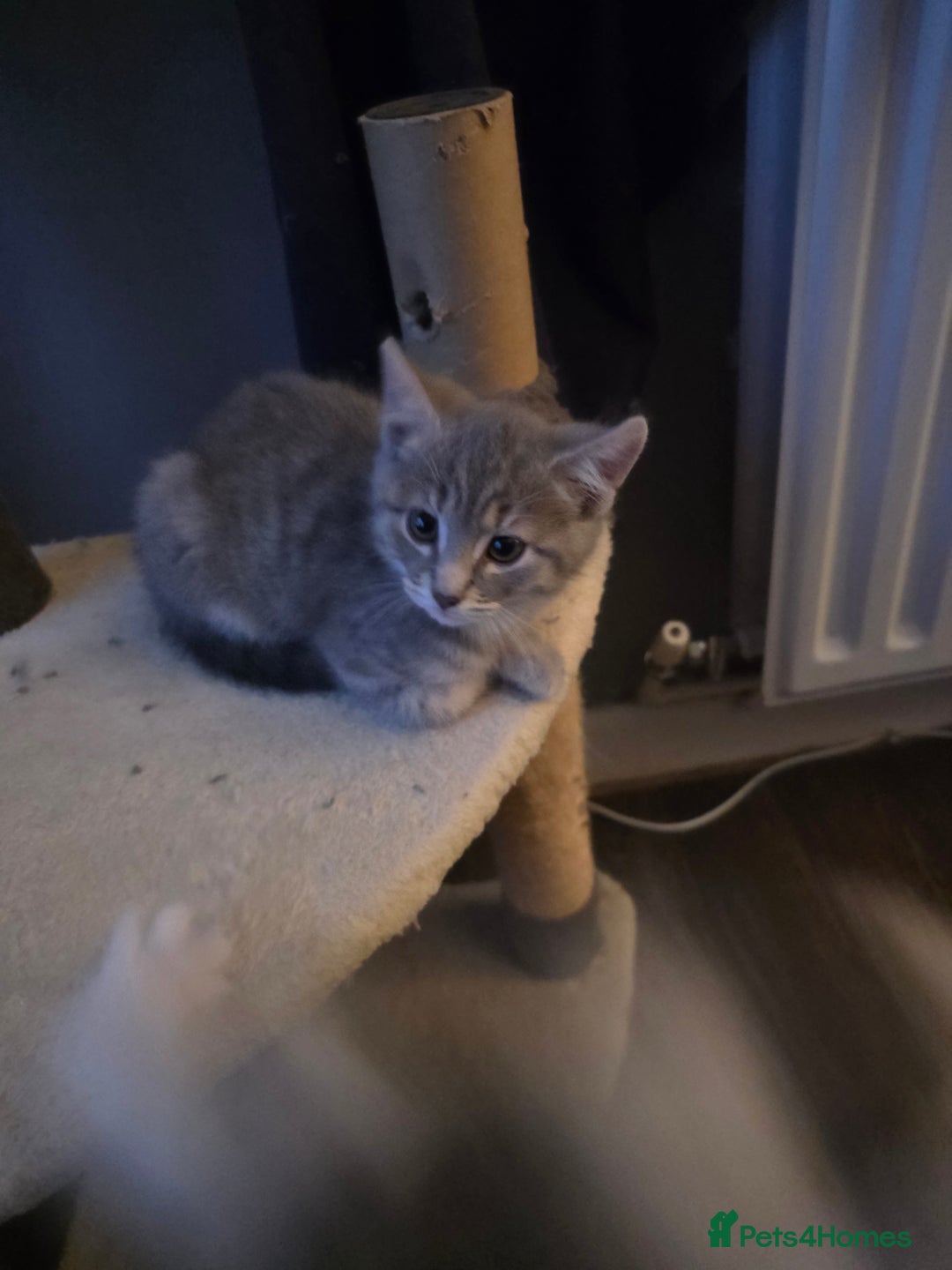 Domestic Shorthair cats for sale: 5 kittens available  - Advert 4