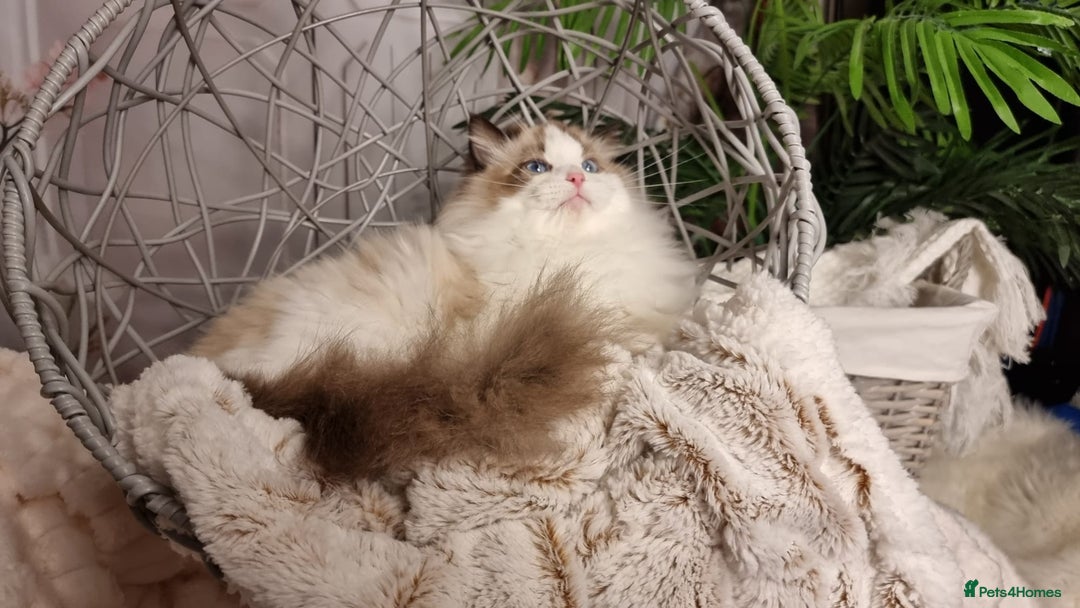 Ragdoll cats for sale: Quality Tica reg Ragdoll kittens  - Advert 8