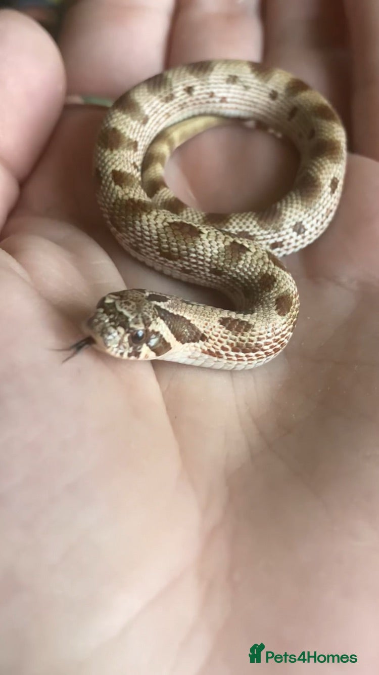 Snake reptiles for sale: Hognose’s available now 🐍🐍 Conda Quad hets - Advert 2