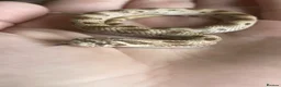 Snake reptiles for sale: Hognose’s available now 🐍🐍 Conda Quad hets - Advert 6