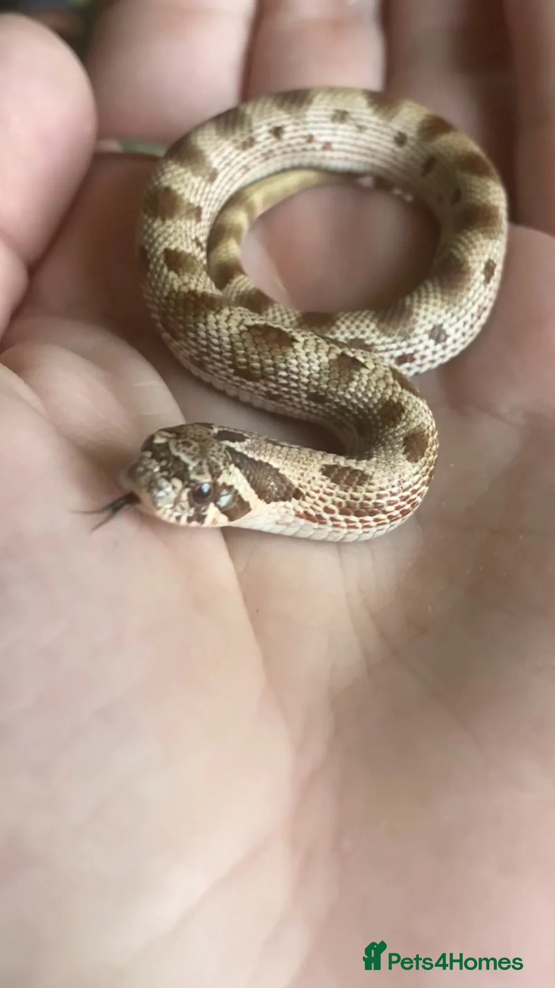 Snake reptiles for sale: Hognose’s available now 🐍🐍 Conda Quad hets - Advert 1