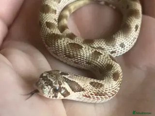 Snake reptiles Hognose- Condas het albino toxic lavender - Advert 1