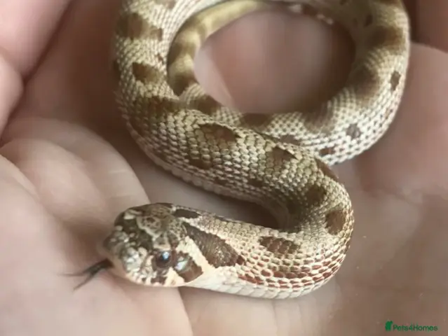 Snake reptiles for sale: Hognose- Condas het albino toxic lavender - Advert 1
