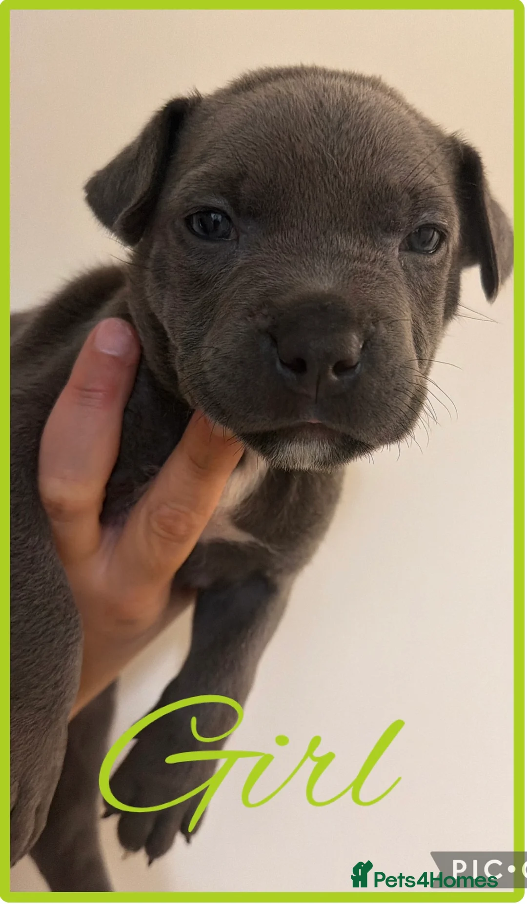 Mixed Breed dogs for sale: Amercian Staff Mix 10 weeks  - Advert 5