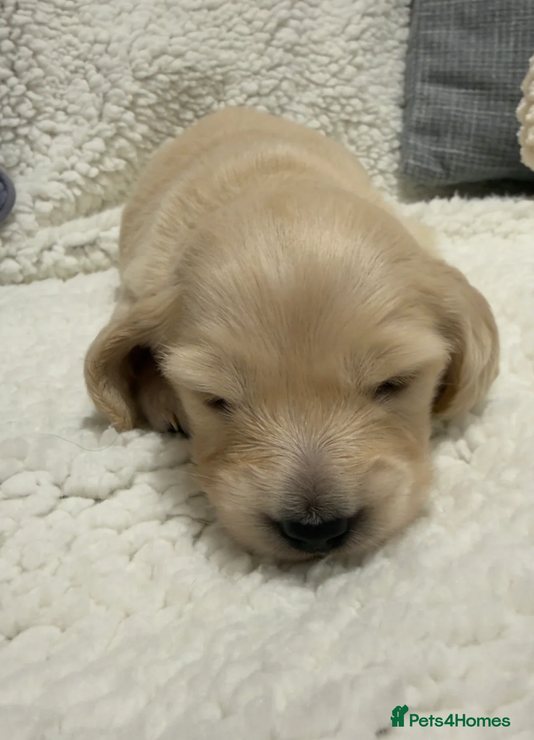 Dachshund dogs for sale: One Puppy now available. Due to sad circumstances. - Advert 38