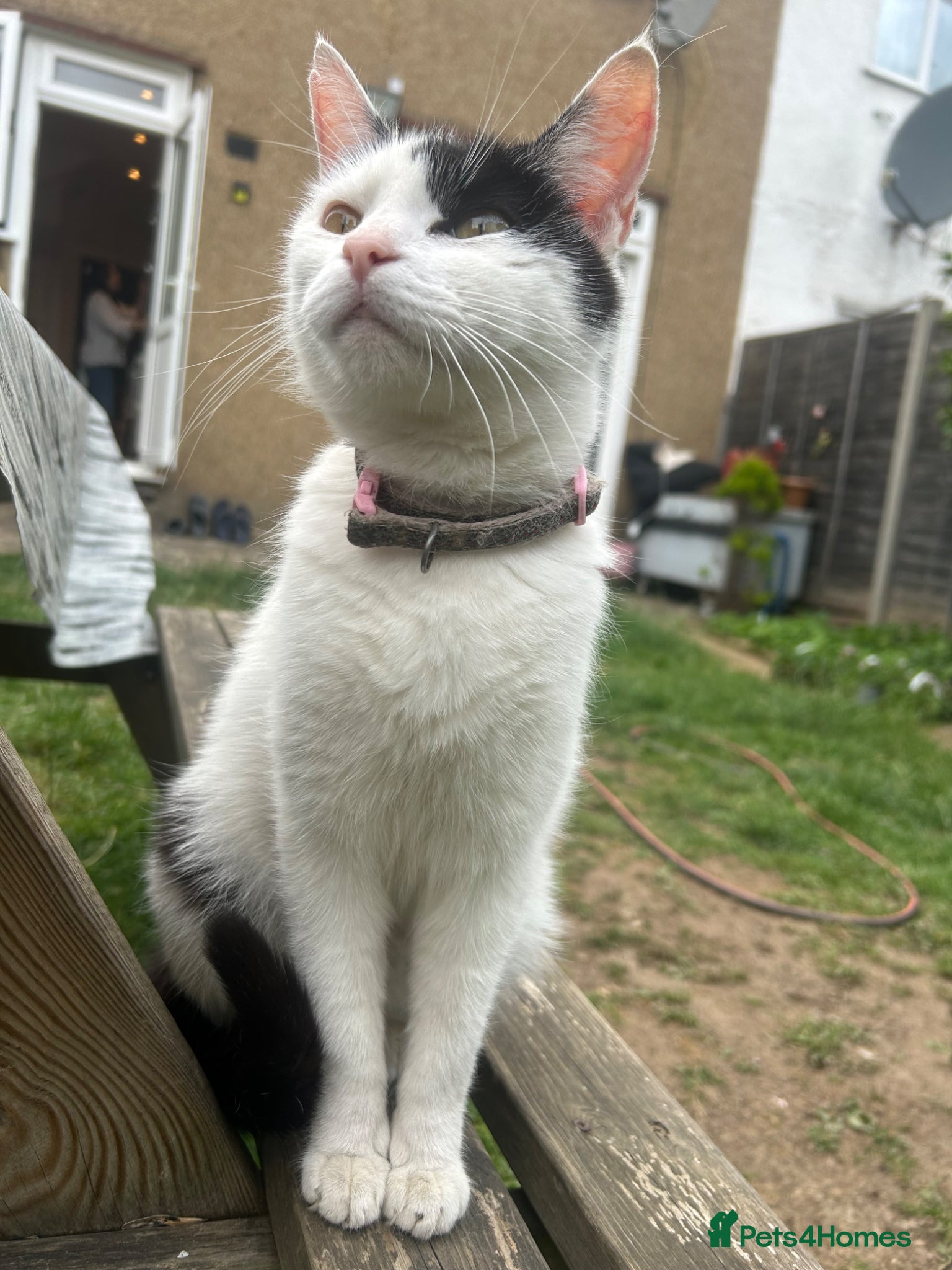 Mixed Breed cats for sale: Two cats❤️ in Wembley - Advert 1