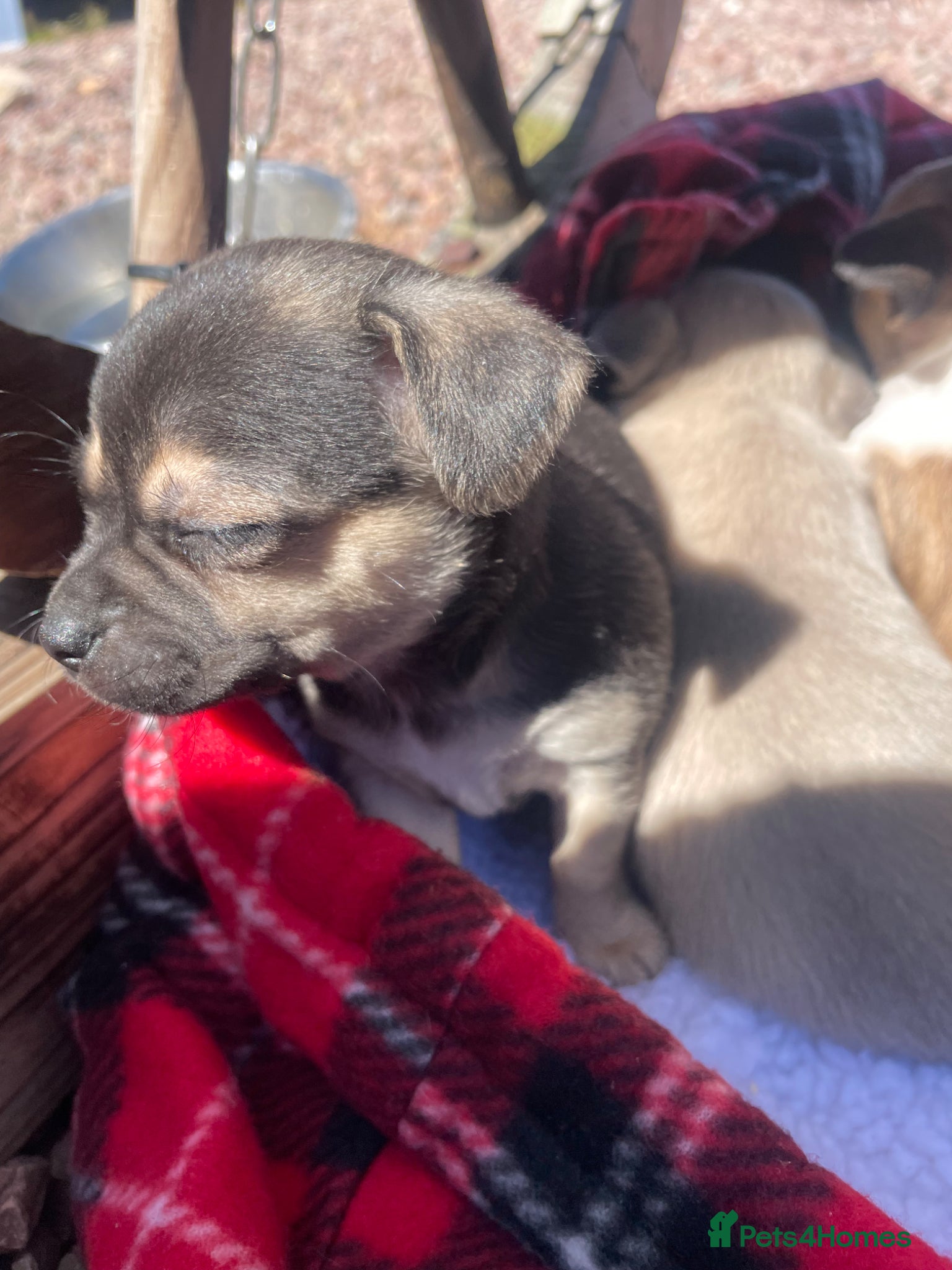 Jack Russell dogs Jack Russell puppies - Advert 9