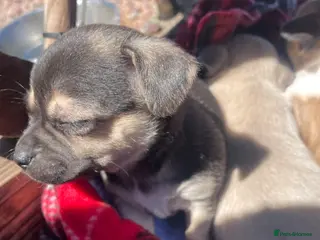 Jack Russell dogs Jack Russell puppies - Advert 9