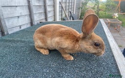 Rex rabbits for sale: Last mini Rex Rabbit available & ready now!!! in Wotton-under-Edge - Image 1