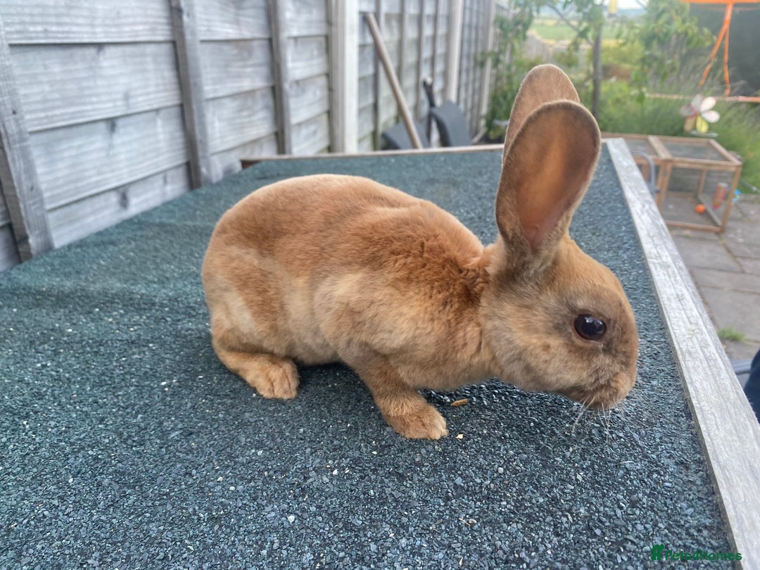 Rex rabbits for sale: Last mini Rex Rabbit available & ready now!!! in Wotton-under-Edge - Image 1