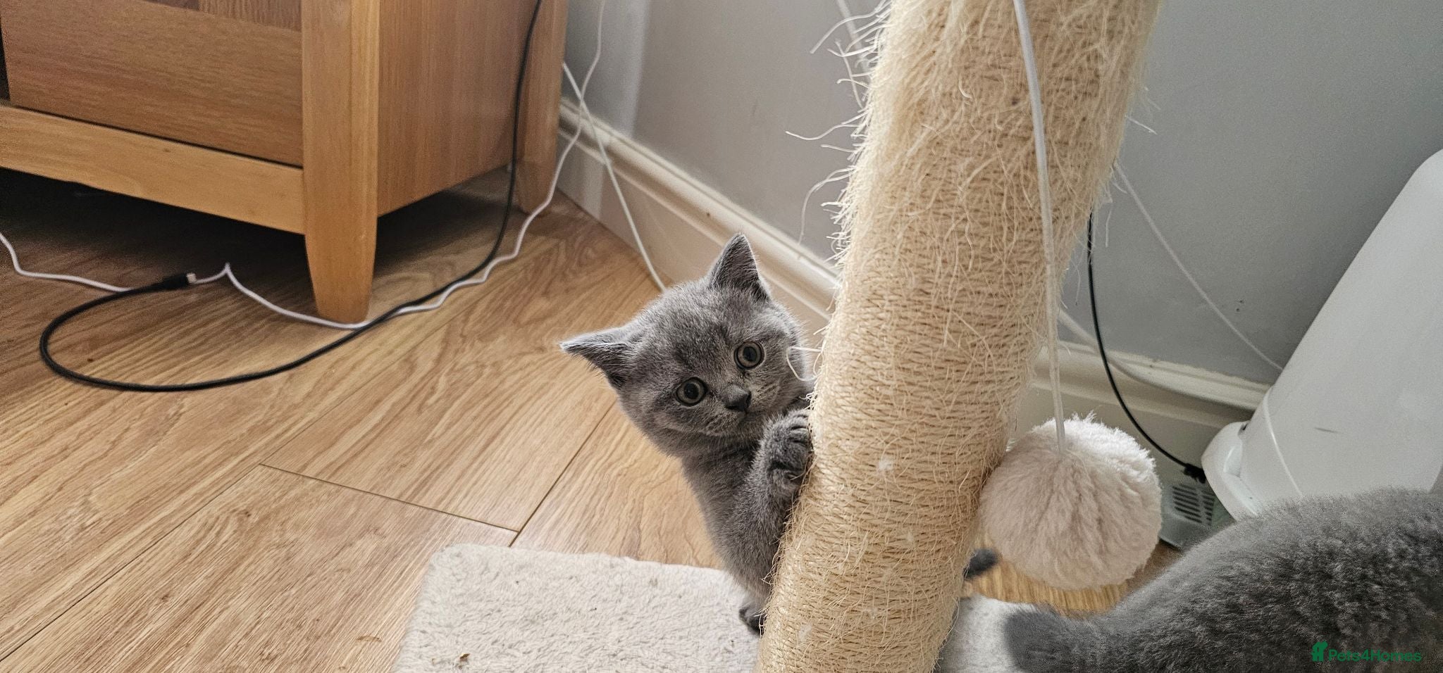 British Shorthair cats GCCF BSH- 2 Blue Females and lilac mom on sale - Advert 2