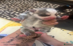 Mixed Breed dogs for sale: Husky/staffi/labrador  - Image 21