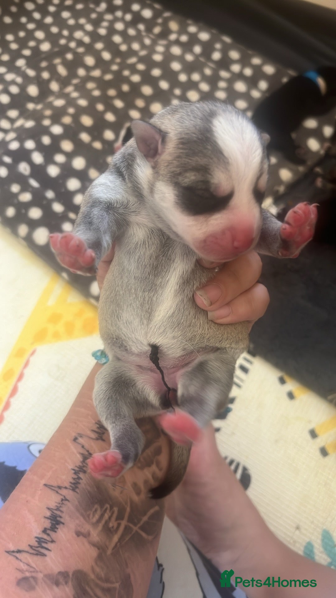 Mixed Breed dogs for sale: Husky/staffi/labrador  - Image 21