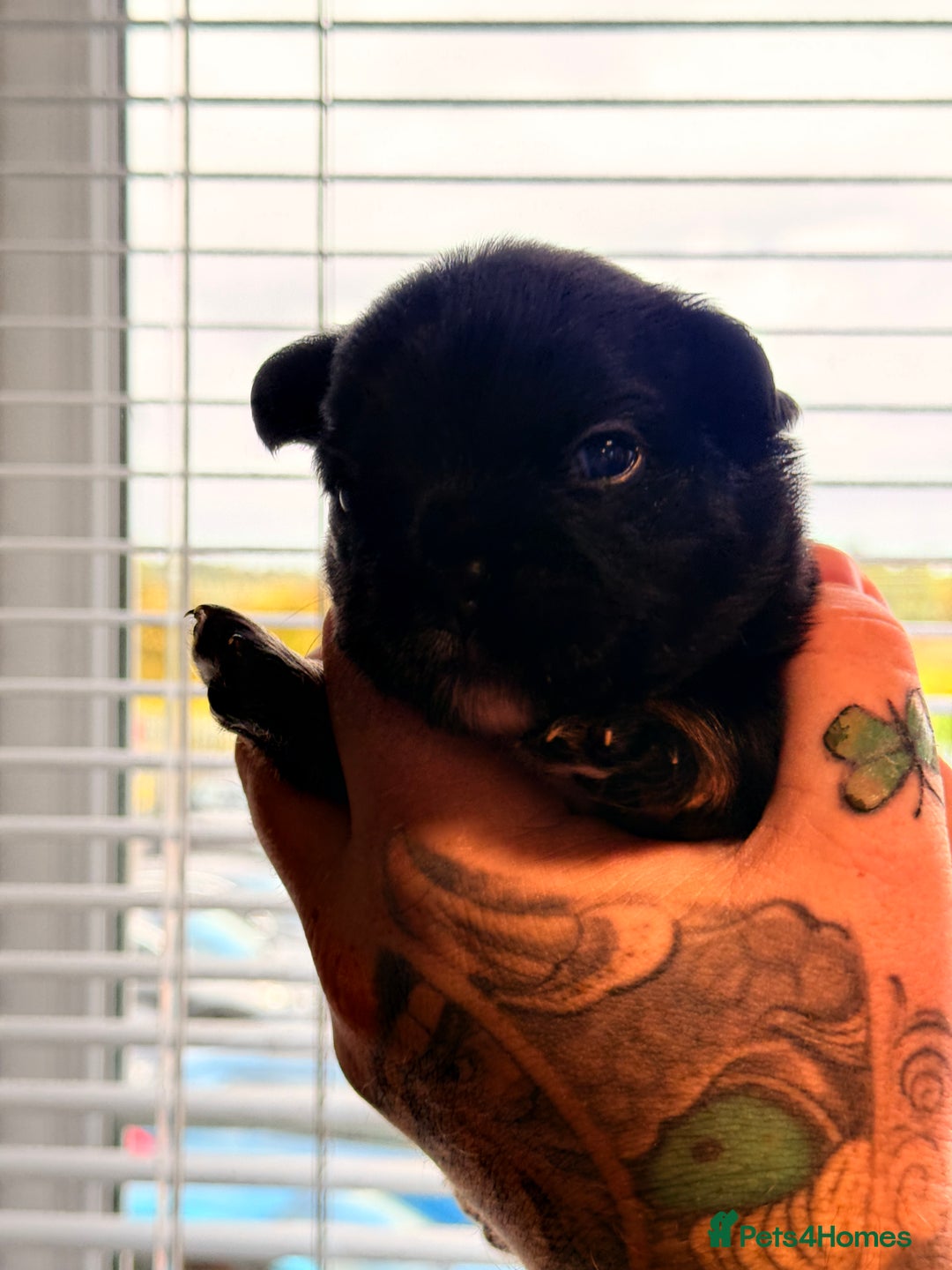 French Bulldog dogs for sale: Fluffy | Pink carrier | French Bulldogs - Image 4