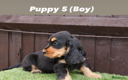 Cocker Spaniel dogs for sale: Exceptional litter of show type cocker spaniels - Image 6