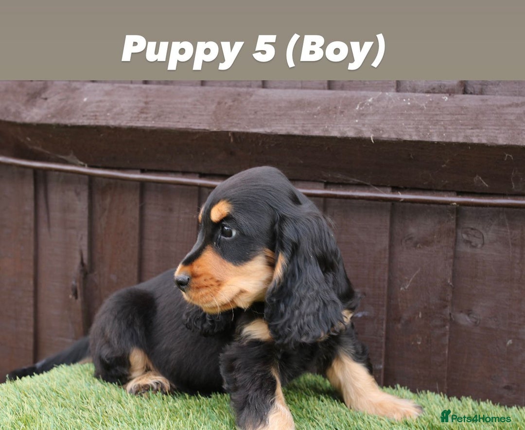 Cocker Spaniel dogs for sale: Exceptional litter of show type cocker spaniels - Image 6