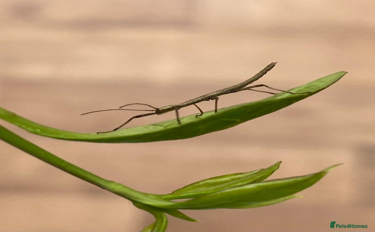 Stick Insects invertebrates - Advert 1