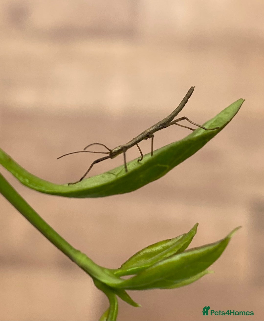 Stick Insects invertebrates for sale: Juvenile Indian Stick Insects x5 for £5 - Image 1