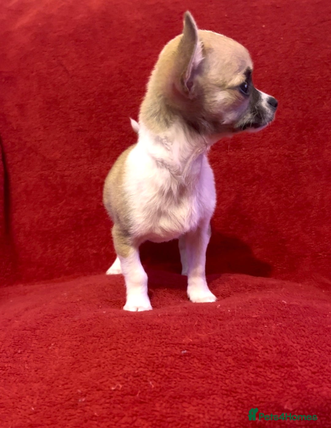 Chihuahua dogs for sale: Chihuahua Puppy - Advert 7