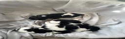 Jack Russell dogs for sale: Beautiful Jack Russell Puppies - Advert 2