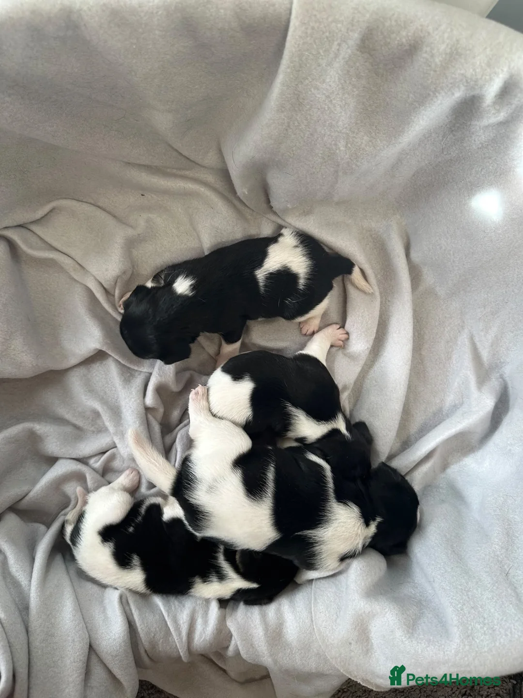 Jack Russell dogs for sale: Beautiful Jack Russell Puppies - Advert 2
