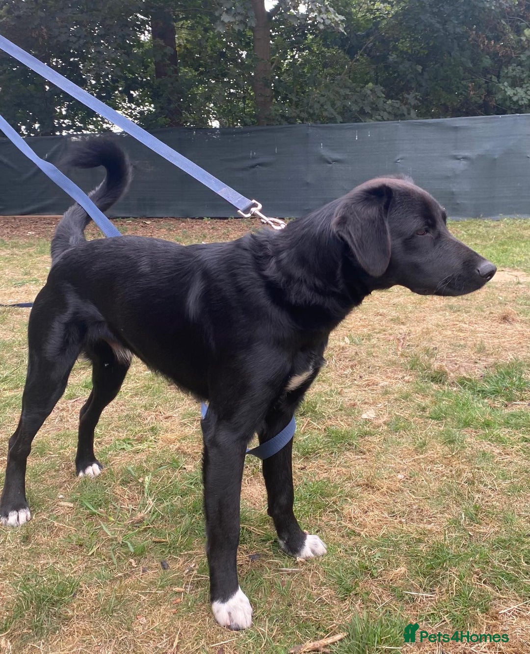 Mixed Breed dogs for adoption: Meet DIESEL, a smart Boy for the Right Loving Home - Advert 16