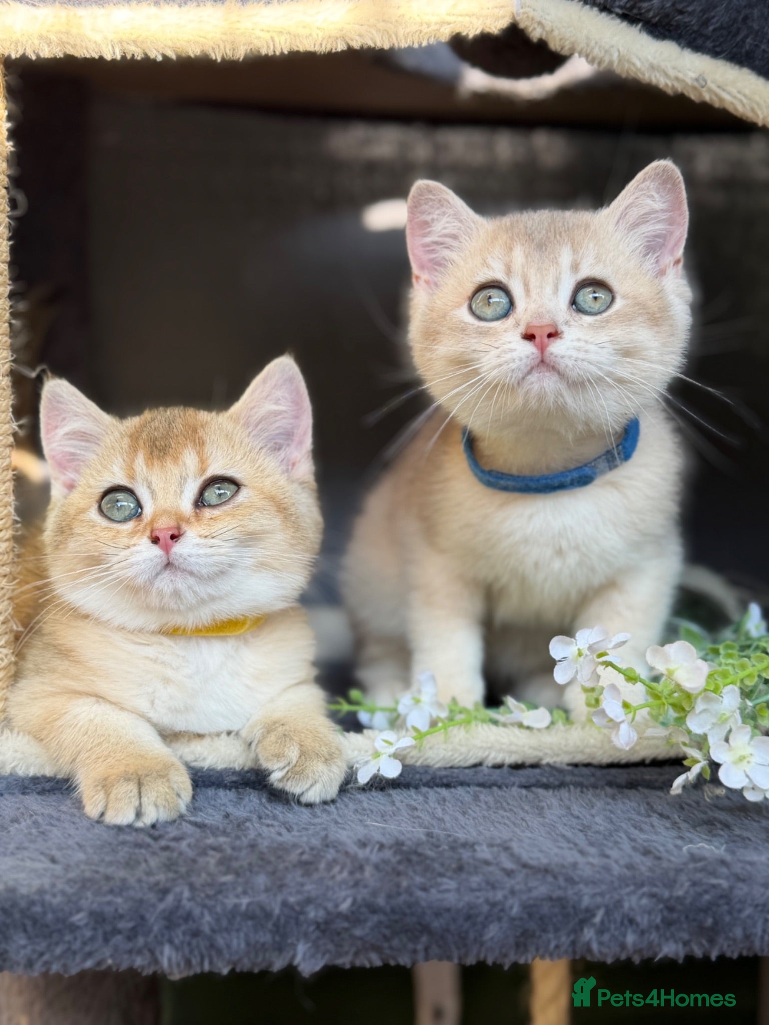 British Shorthair cats British sh blue golden adorable kittens GCCF  - Advert 5