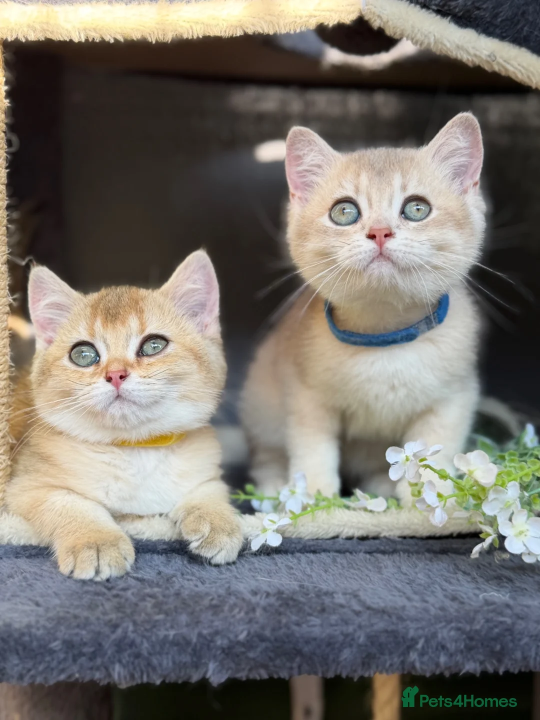 British Shorthair cats for sale: British sh blue golden adorable kittens GCCF  - Advert 1