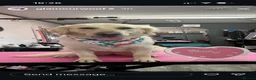 Golden Retriever dogs for sale: Beautiful golden retriever  - Advert 1