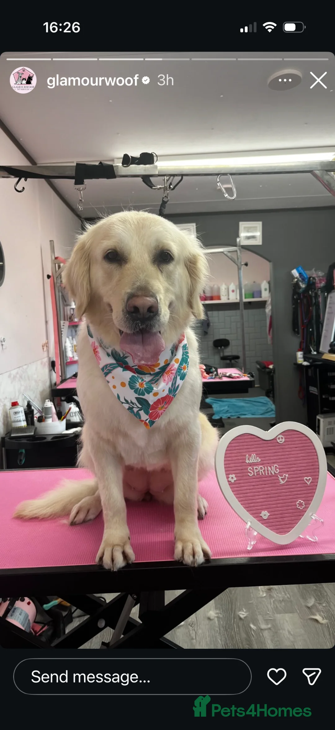 Golden Retriever dogs for sale: Beautiful golden retriever  - Advert 1