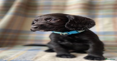 Cocker Spaniel dogs - Advert 6