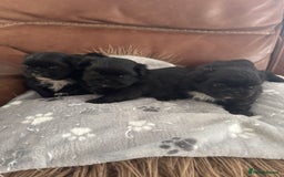 Pekingese dogs for sale: Pekingese puppy (3 girls and 3 boys left) - Image 19