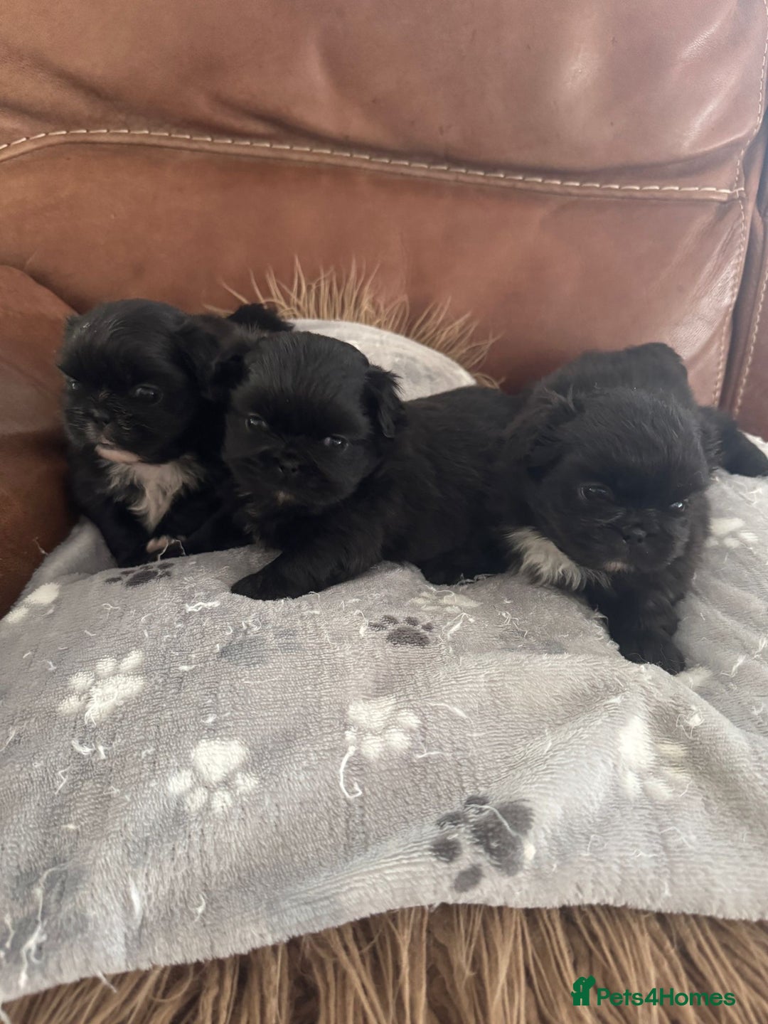 Pekingese dogs for sale: Pekingese puppy (3 girls and 3 boys left) - Image 19