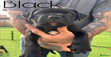 Cane Corso dogs - Advert 3