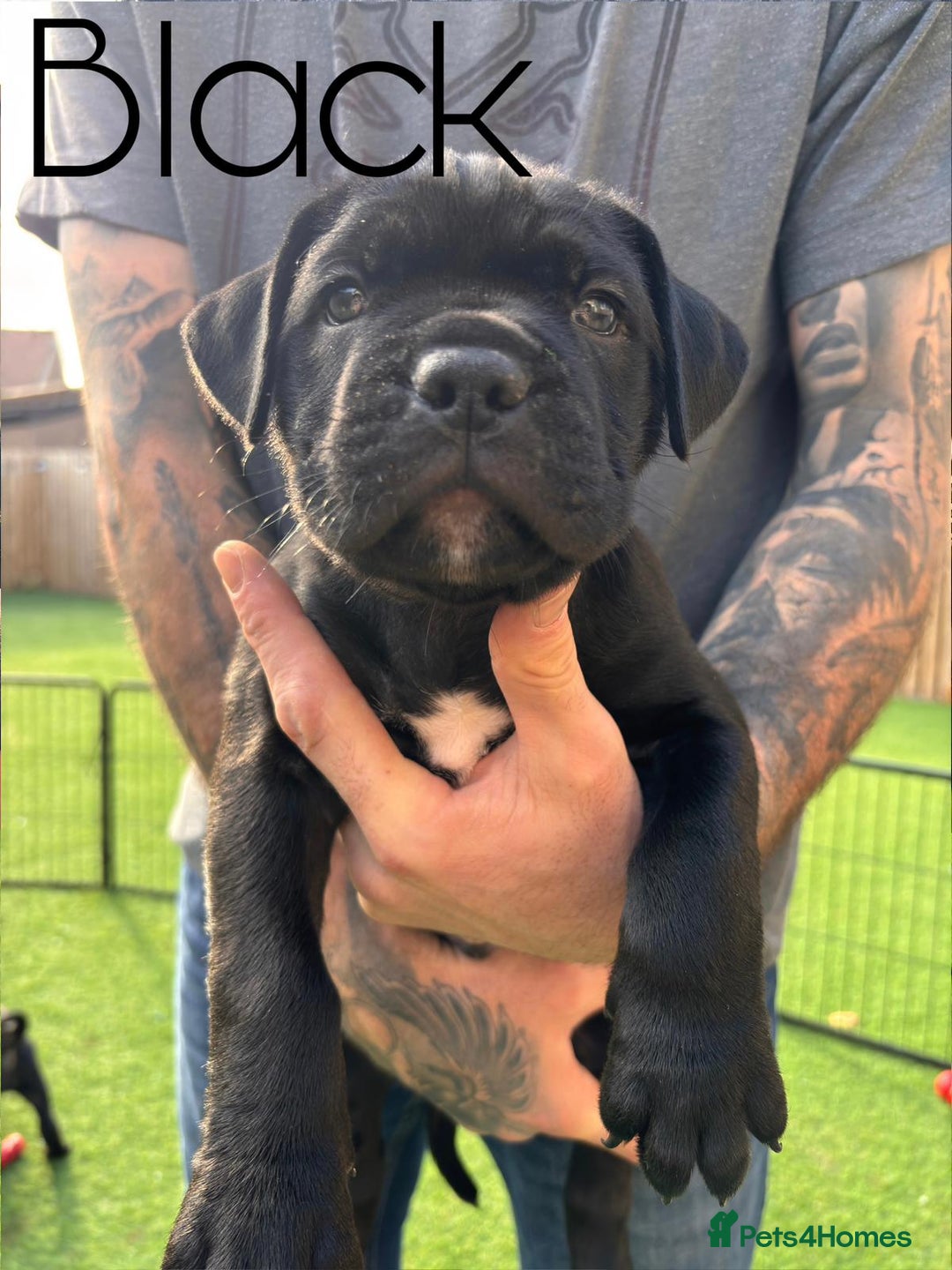 Cane Corso dogs for sale: Cane corso x pups - Image 3