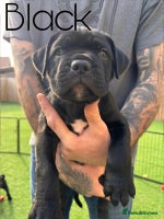 Cane Corso dogs - Advert 3