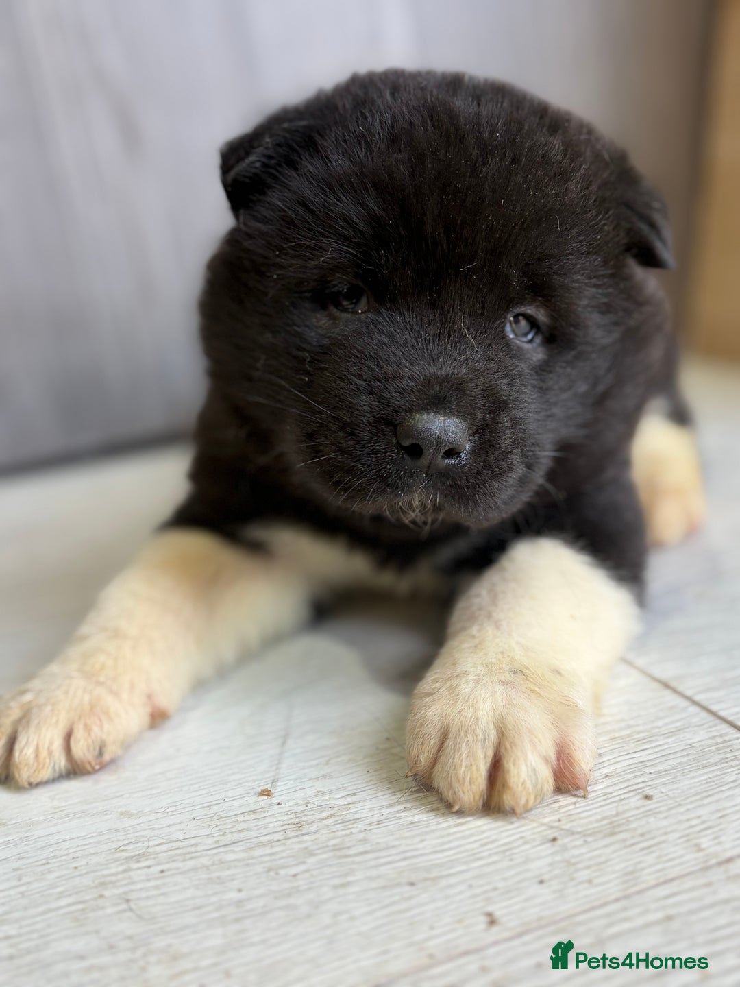 Akita dogs for sale: Beautiful KC Registered American Akita Puppies - Advert 4